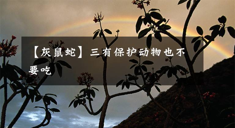 【灰鼠蛇】三有保护动物也不要吃