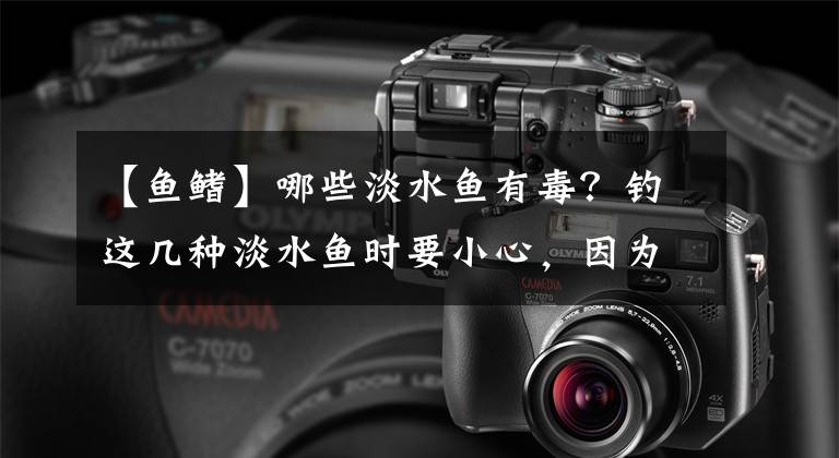 【鱼鳍】哪些淡水鱼有毒?钓这几种淡水鱼时要小心,因为它们的鱼鳍上有毒