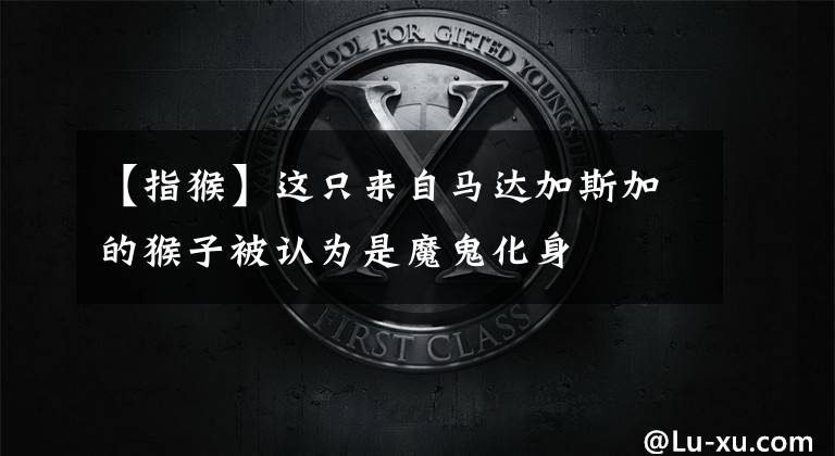 【指猴】这只来自马达加斯加的猴子被认为是魔鬼化身