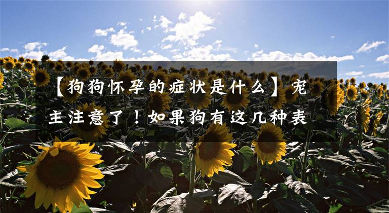 【狗狗怀孕的症状是什么】宠主注意了！如果狗有这几种表现，肯定怀孕了。