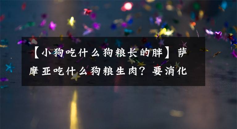 【小狗吃什么狗粮长的胖】萨摩亚吃什么狗粮生肉？要消化好，肠胃也要能调节。