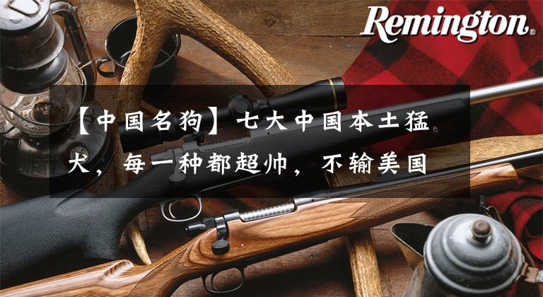 【中国名狗】七大中国本土猛犬,每一种都超帅,不输美国比特犬