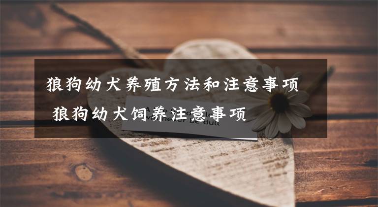 狼狗幼犬养殖方法和注意事项 狼狗幼犬饲养注意事项