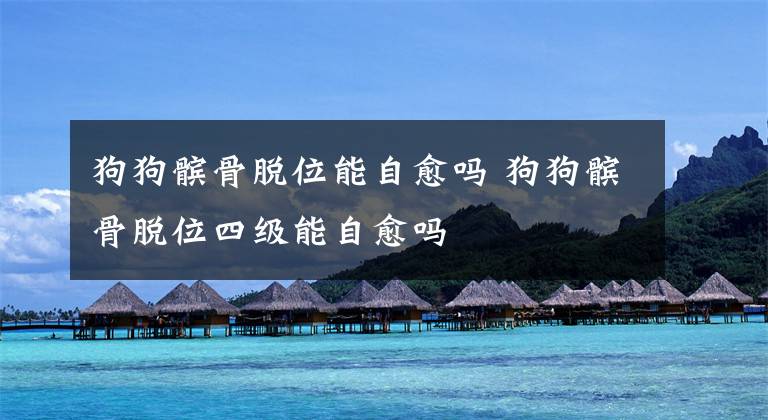 狗狗髌骨脱位能自愈吗 狗狗髌骨脱位四级能自愈吗