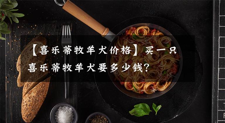 【喜乐蒂牧羊犬价格】买一只喜乐蒂牧羊犬要多少钱?