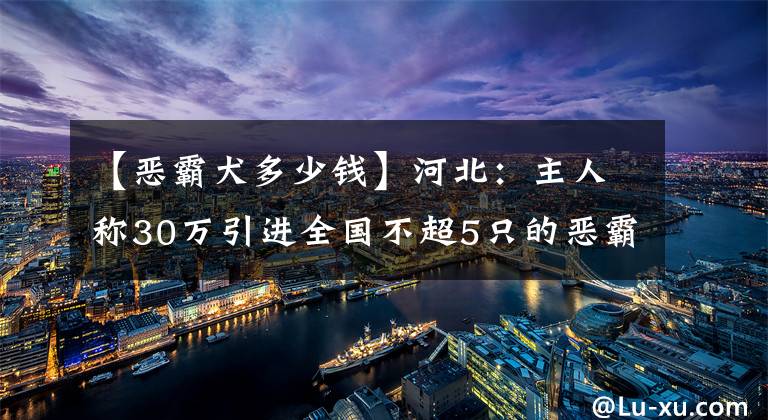 【恶霸犬多少钱】河北：主人称30万引进全国不超5只的恶霸犬，网友：三万买一卡车