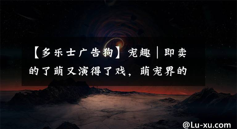【多乐士广告狗】宠趣｜即卖的了萌又演得了戏，萌宠界的明星你了解多少？