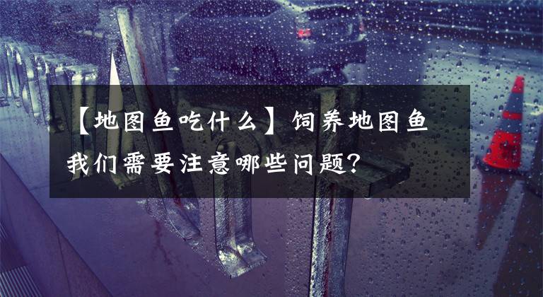 【地图鱼吃什么】饲养地图鱼我们需要注意哪些问题？