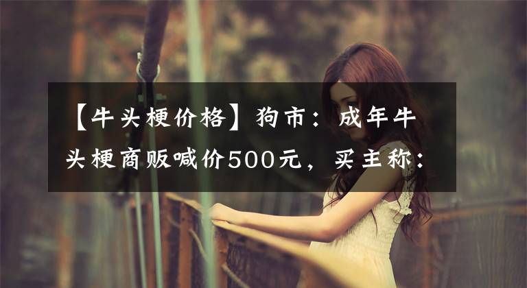 【牛头梗价格】狗市：成年牛头梗商贩喊价500元，买主称：自己喜欢就好！