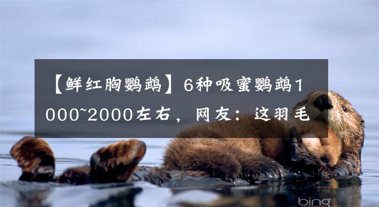 【鲜红胸鹦鹉】6种吸蜜鹦鹉1000~2000左右,网友:这羽毛像假的一样