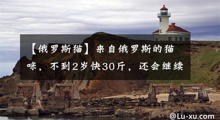 【俄罗斯猫】来自俄罗斯的猫咪，不到2岁快30斤，还会继续长…