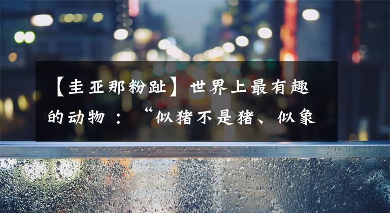 【圭亚那粉趾】世界上最有趣的动物 ：“似猪不是猪、似象不是象”