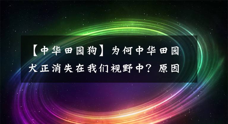 【中华田园狗】为何中华田园犬正消失在我们视野中？原因现实而扎心