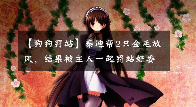 【狗狗罚站】泰迪帮2只金毛放风,结果被主人一起罚站好委屈,泰迪:我太难了