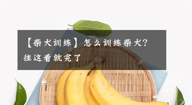 【柴犬训练】怎么训练柴犬？往这看就完了