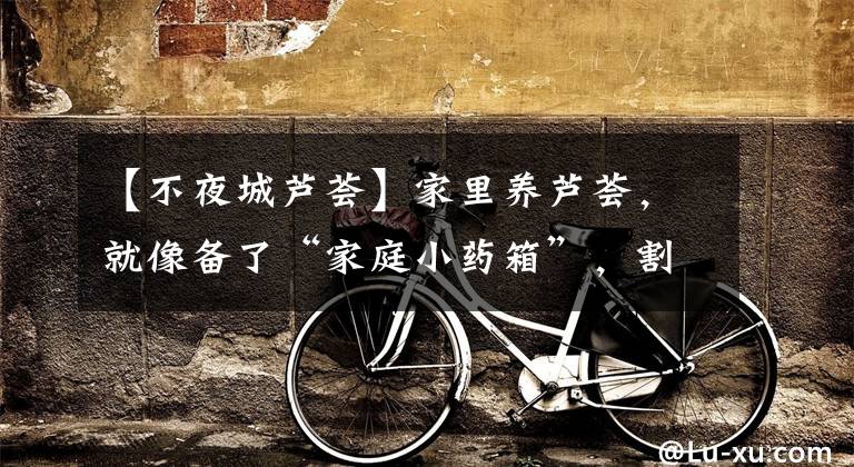 【不夜城芦荟】家里养芦荟，就像备了“家庭小药箱”，割个叶子抹一抹，好处太多