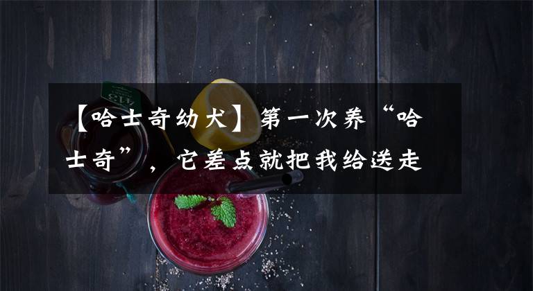 【哈士奇幼犬】第一次养“哈士奇”，它差点就把我给送走了