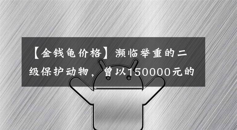 【金钱龟价格】濒临举重的二级保护动物，曾以150000元的价格被买来做宠物