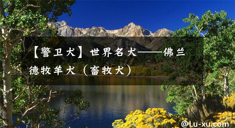 【警卫犬】世界名犬——佛兰德牧羊犬（畜牧犬）