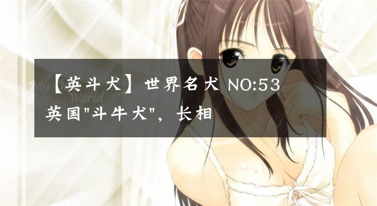 【英斗犬】世界名犬 NO:53 英国"斗牛犬"，长相憨厚老实，性格安静