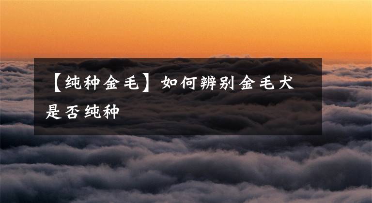 【纯种金毛】如何辨别金毛犬是否纯种