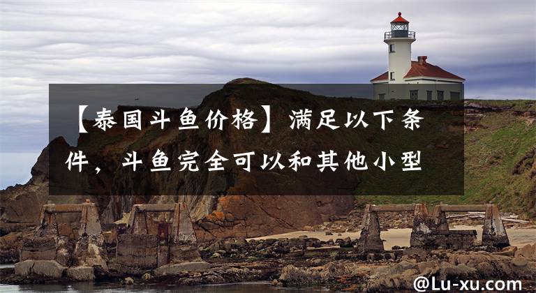 【泰国斗鱼价格】满足以下条件，斗鱼完全可以和其他小型观赏鱼，一起混养