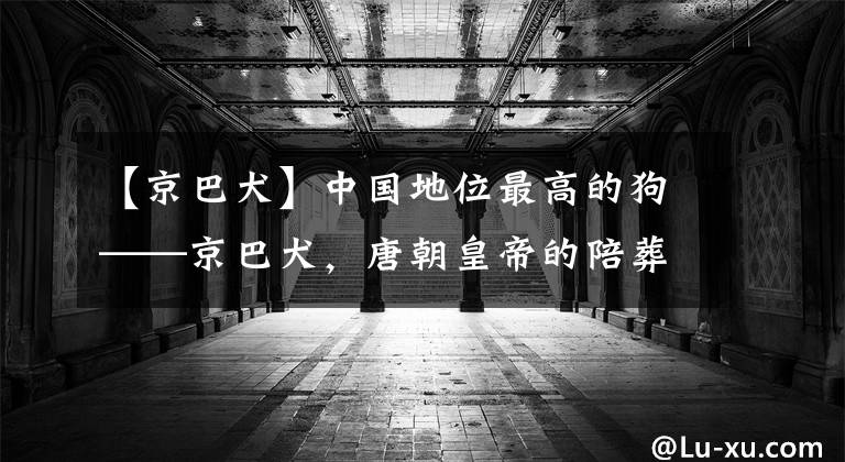 【京巴犬】中国地位最高的狗——京巴犬,唐朝皇帝的陪葬犬