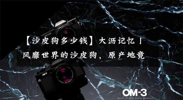 【沙皮狗多少钱】大沥记忆丨风靡世界的沙皮狗,原产地竟然在大沥?