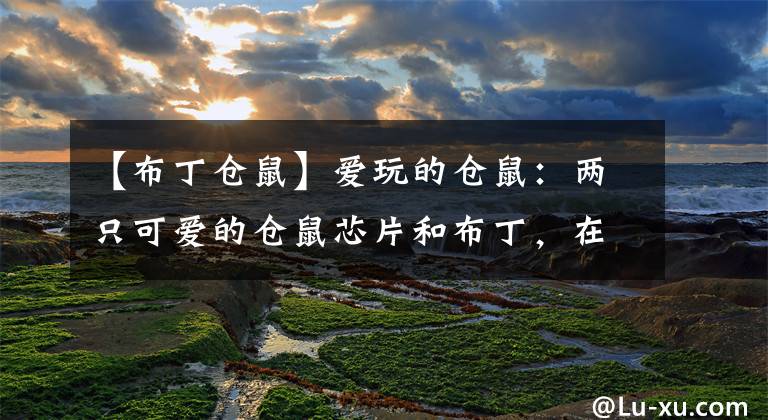 【布丁仓鼠】爱玩的仓鼠：两只可爱的仓鼠芯片和布丁，在巨大的仓鼠迷宫冒险