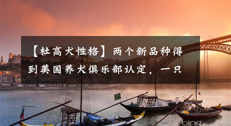 【杜高犬性格】两个新品种得到美国养犬俱乐部认定，一只有可能是贵宾犬的祖先
