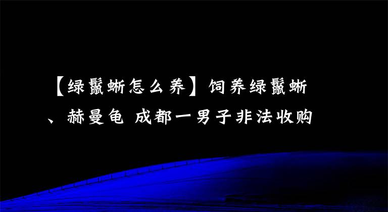 【绿鬣蜥怎么养】饲养绿鬣蜥、赫曼龟 成都一男子非法收购珍贵、濒危野生动物获刑