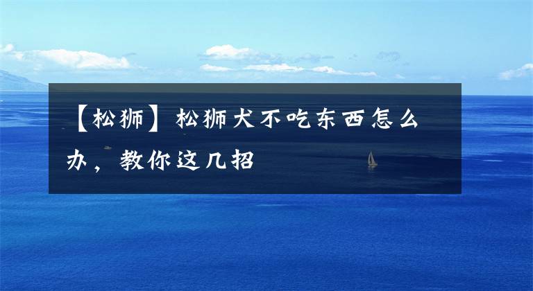 【松狮】松狮犬不吃东西怎么办，教你这几招