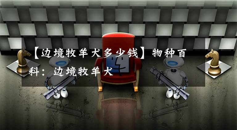 【边境牧羊犬多少钱】物种百科:边境牧羊犬