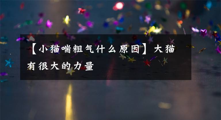 【小猫喘粗气什么原因】大猫有很大的力量