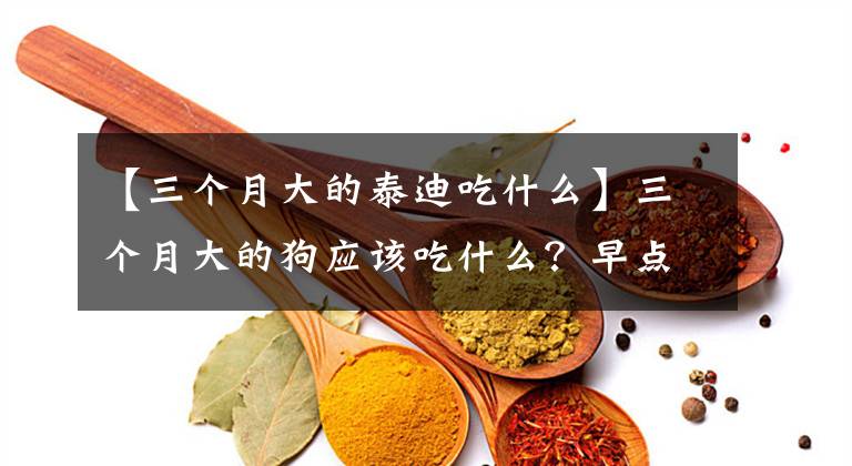 【三个月大的泰迪吃什么】三个月大的狗应该吃什么?早点吃狗粮吗?