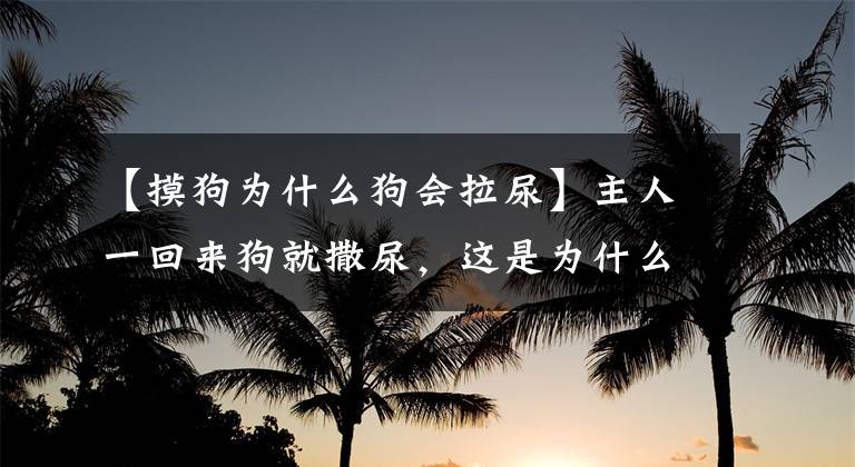 【摸狗为什么狗会拉尿】主人一回来狗就撒尿,这是为什么?