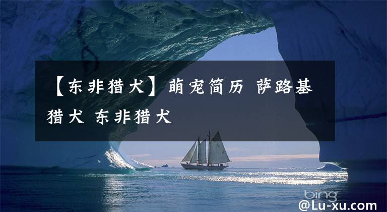 【东非猎犬】萌宠简历 萨路基猎犬 东非猎犬