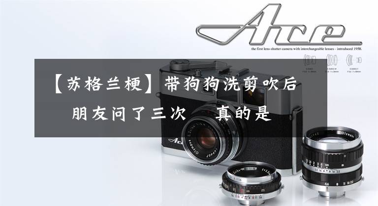 【苏格兰梗】带狗狗洗剪吹后 朋友问了三次 真的是这一只没有错