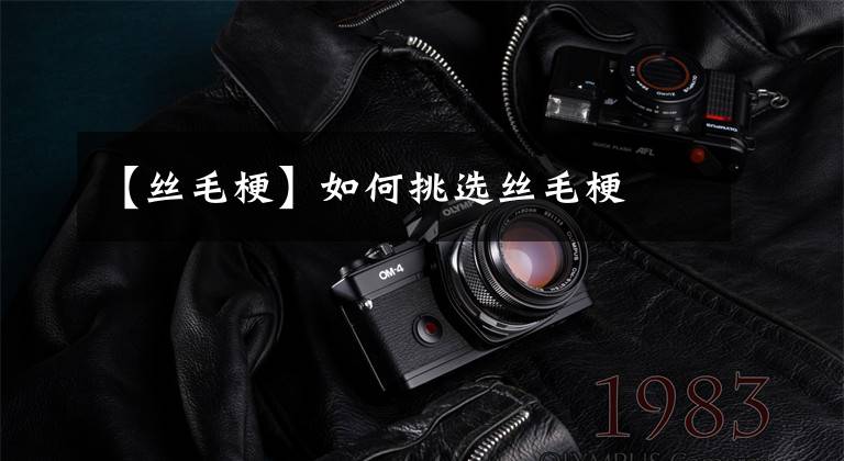 【丝毛梗】如何挑选丝毛梗