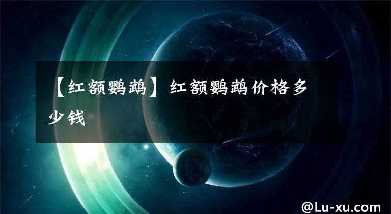 【红额鹦鹉】红额鹦鹉价格多少钱