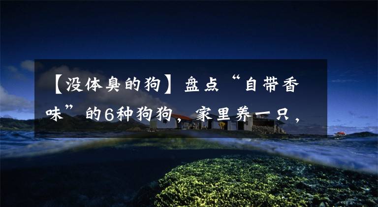 【没体臭的狗】盘点“自带香味”的6种狗狗，家里养一只，闻不到臭味