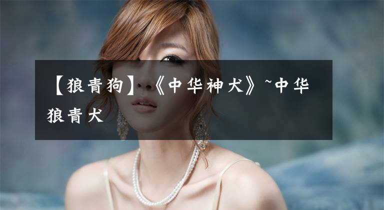【狼青狗】《中华神犬》~中华狼青犬