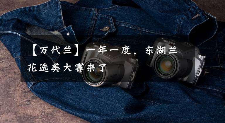 【万代兰】一年一度，东湖兰花选美大赛来了