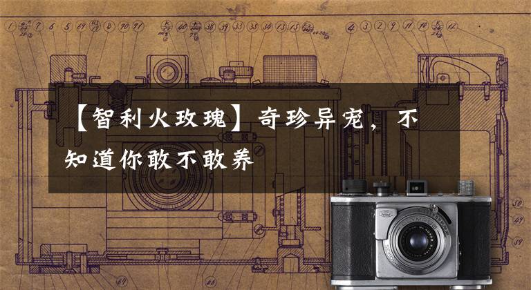 【智利火玫瑰】奇珍异宠,不知道你敢不敢养