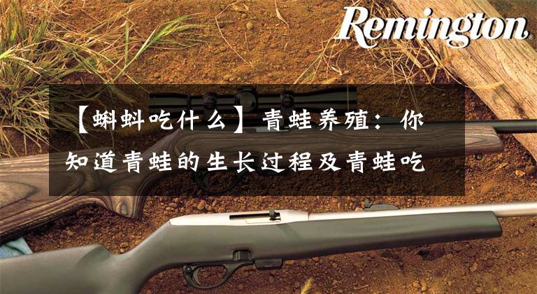 【蝌蚪吃什么】青蛙养殖:你知道青蛙的生长过程及青蛙吃什么食物