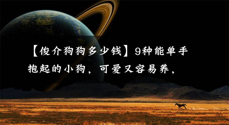【俊介狗狗多少钱】9种能单手抱起的小狗，可爱又容易养，第一次养狗养它轻松很多