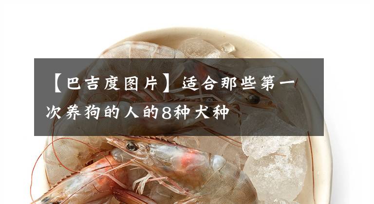 【巴吉度图片】适合那些第一次养狗的人的8种犬种