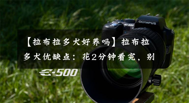 【拉布拉多犬好养吗】拉布拉多犬优缺点:花2分钟看完,别养了之后才后悔