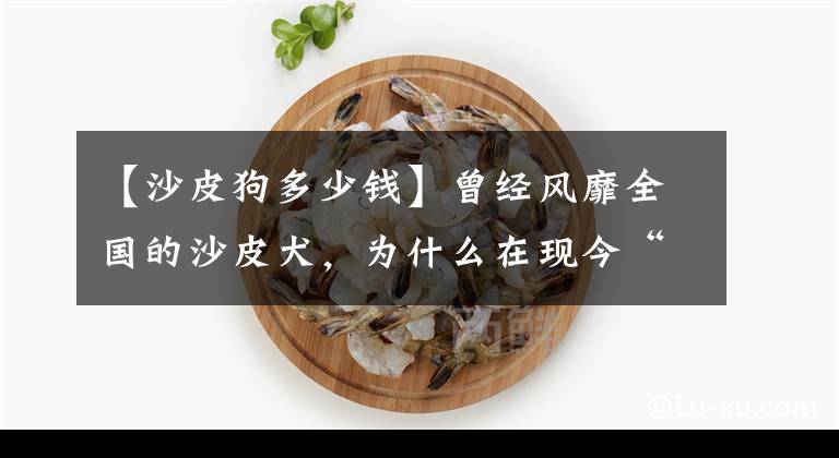 【沙皮狗多少钱】曾经风靡全国的沙皮犬,为什么在现今“无人问津”