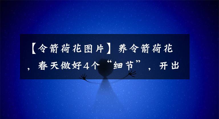 【令箭荷花图片】养令箭荷花,春天做好4个“细节”,开出的花朵硕大又鲜艳